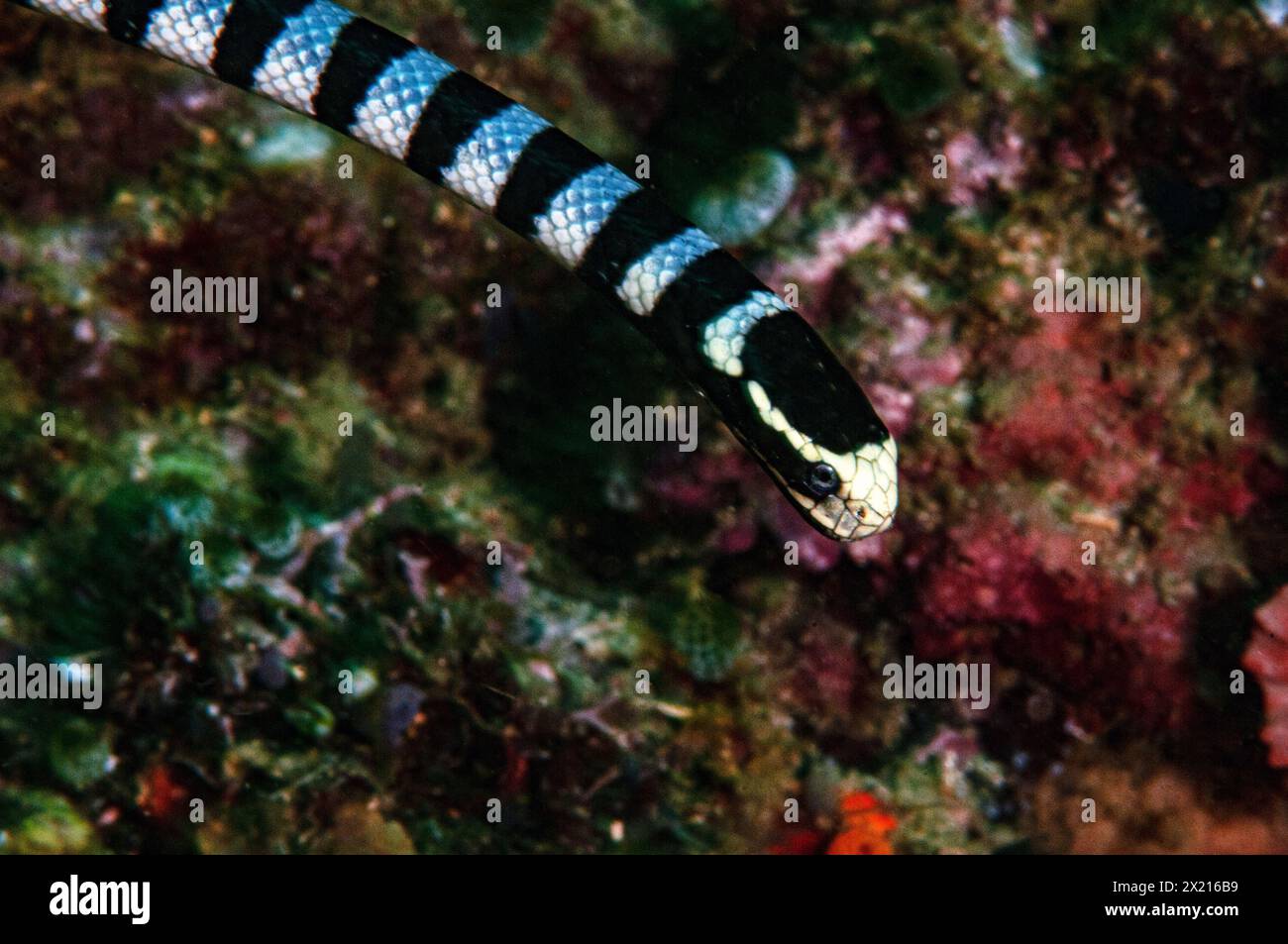 Banded sea snake Stock Photo