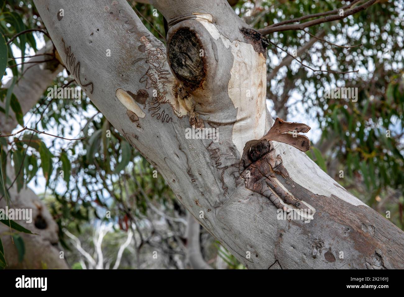 Scribbly gum tree,Eucalyptus haemastoma, endemic to Sydney Australia, scribbles caused by the scribbly gum moth Ogmograptis,Australia Stock Photo