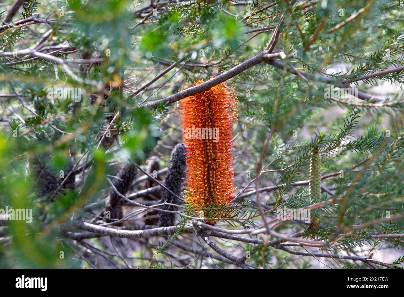 Red Orange flower spikes of the Australian Banksia plant, a woody shrub in this instance in Ku-Ring-Gai chase national park,Sydney,NSW,Australia Stock Photo