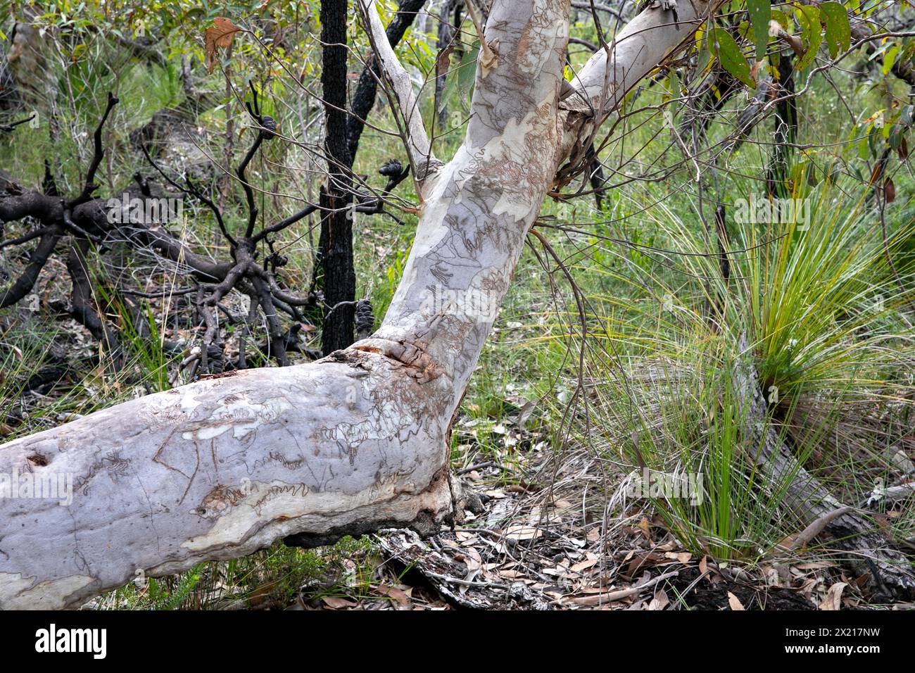 Scribbly gum tree,Eucalyptus haemastoma, endemic to Sydney Australia, scribbles caused by the scribbly gum moth Ogmograptis,Australia Stock Photo