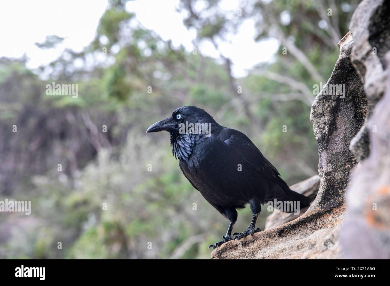 Australian raven, Corvus coronoides,  is a passerine corvid bird native to Australia, pictured here in Ku-Ring-Gai chase national park in Sydney,NSW Stock Photo