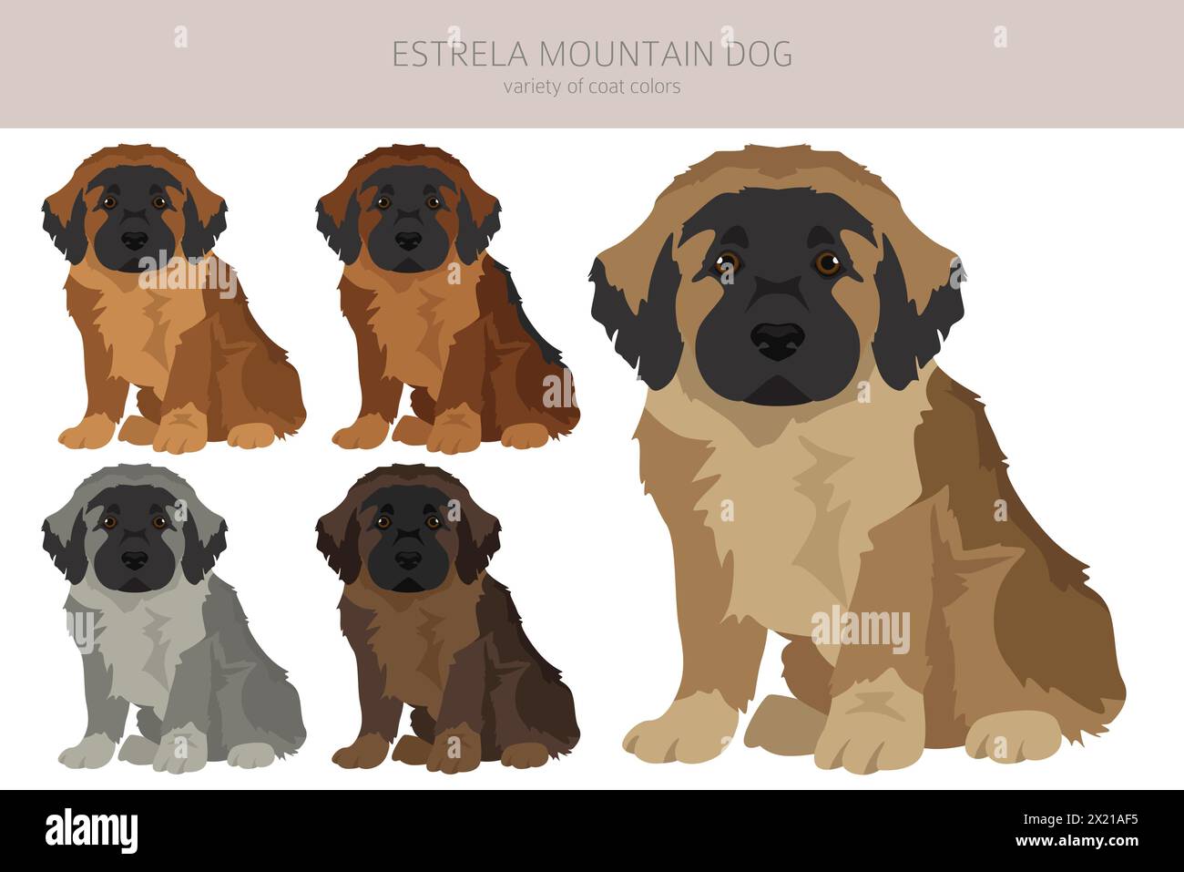 Estrela mountain dog puppy clipart. Different poses, coat colors set.  Vector illustration Stock Vector