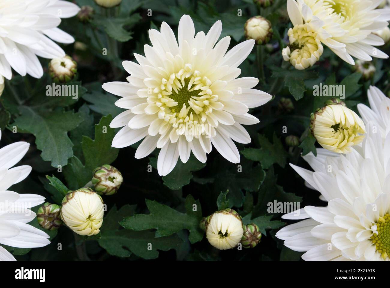White Chrysanthemum Stock Photo