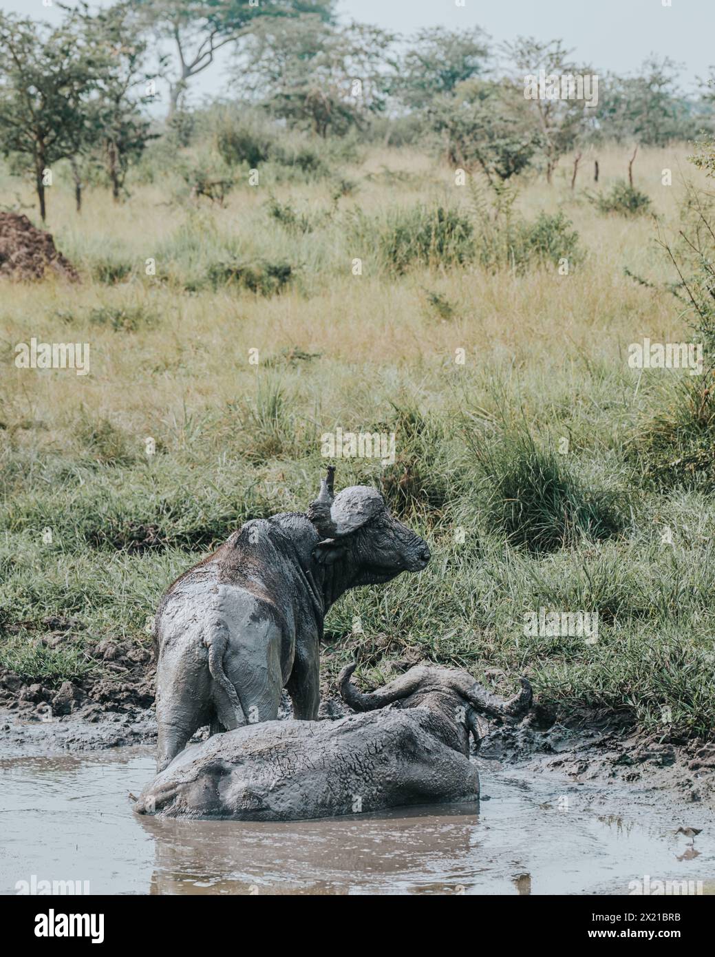 Water buffalo in mud bath Uganda Stock Photo Alamy