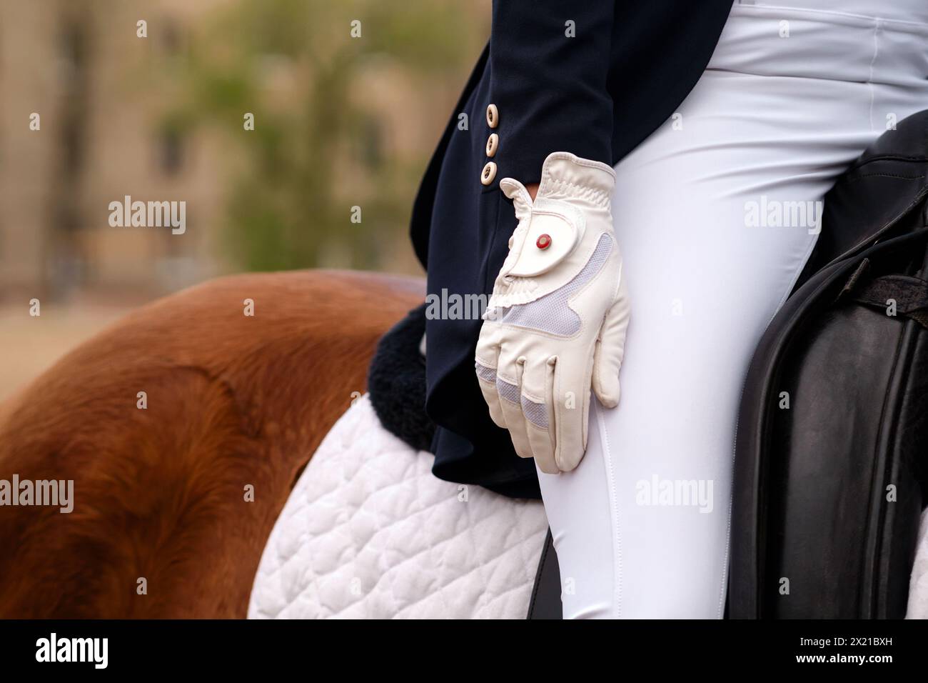 Equestrian in formal attire riding a chestnut horse. Crop image. Dressage. Female jockey in