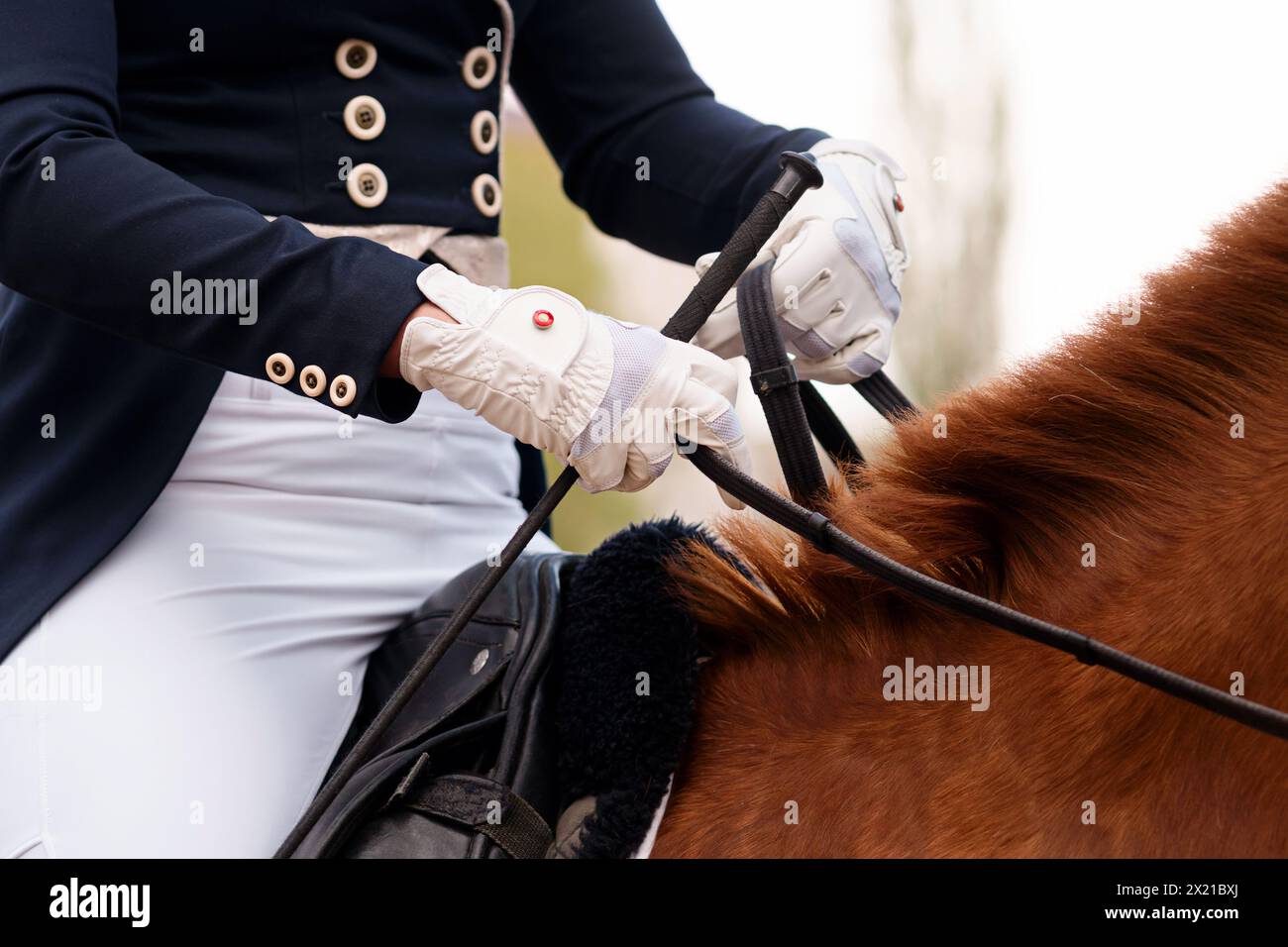 Equestrian in formal attire riding a chestnut horse. Crop image ...