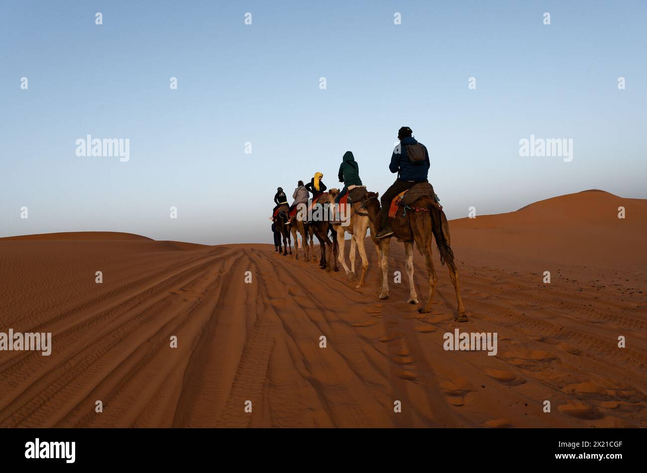 Camel caravan and riders trekking away, viewed from a low angle; the rising sun backlights the scene, casting gentle shadows on the golden sand. Stock Photo
