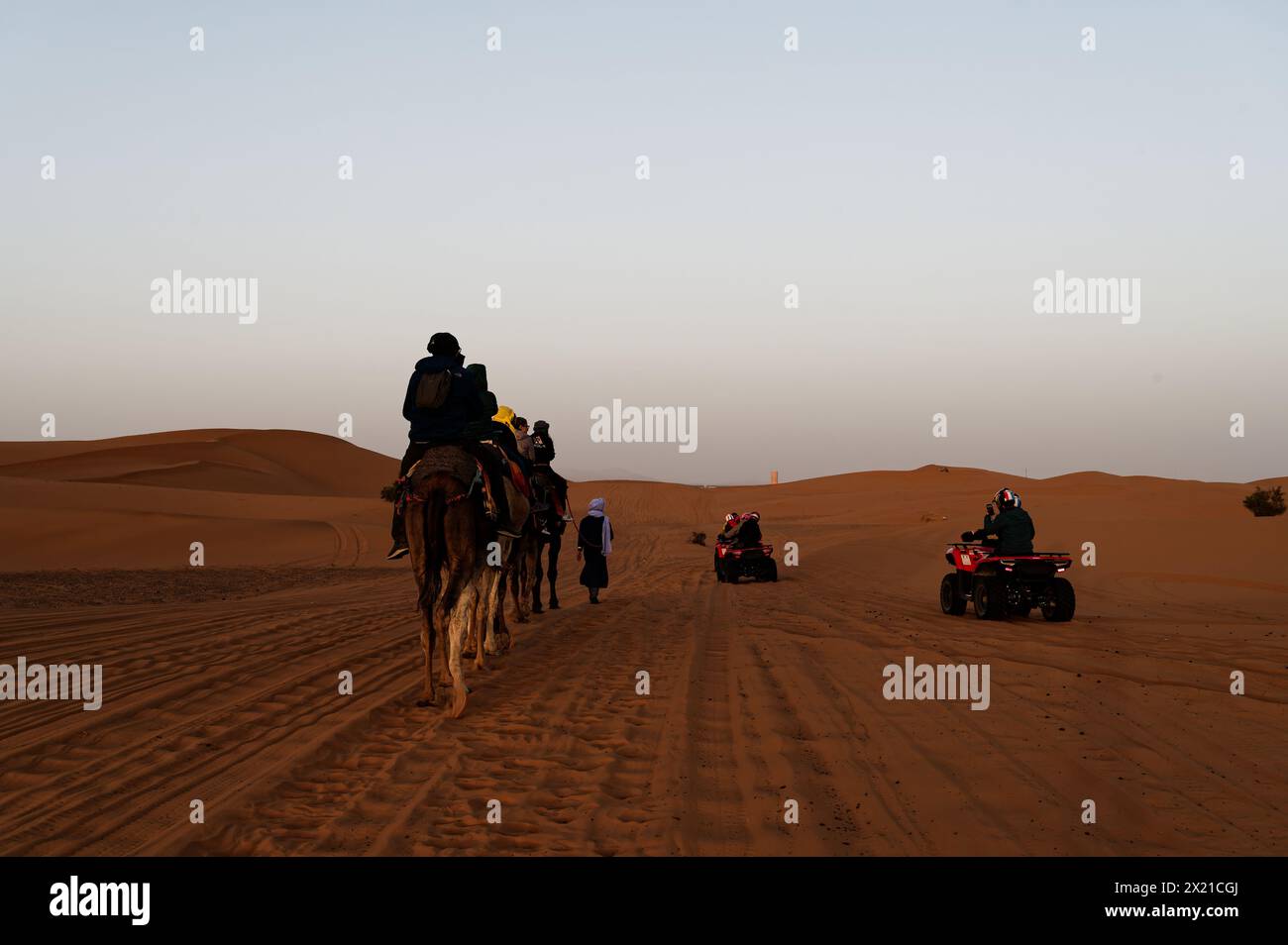 Caravan of camels treks along the left side of a makeshift sand road in the merzouga desert, while quad bikes speed by on the right. Stock Photo