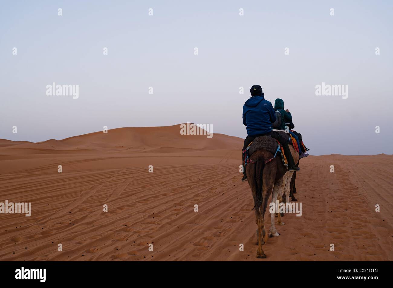 Dawn camel ride in the Merzouga desert, the silhouette of a middle-aged man and a young woman emerges, mounted on dromedaries. they follow a trail. Stock Photo