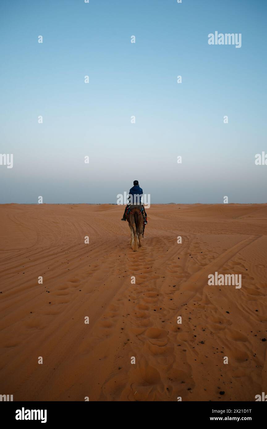 Trailing a middle-aged camel rider in the soft blue, misty dawn of the Merzouga desert, his dromedary treads a sandy path marked by multiple tracks. Stock Photo