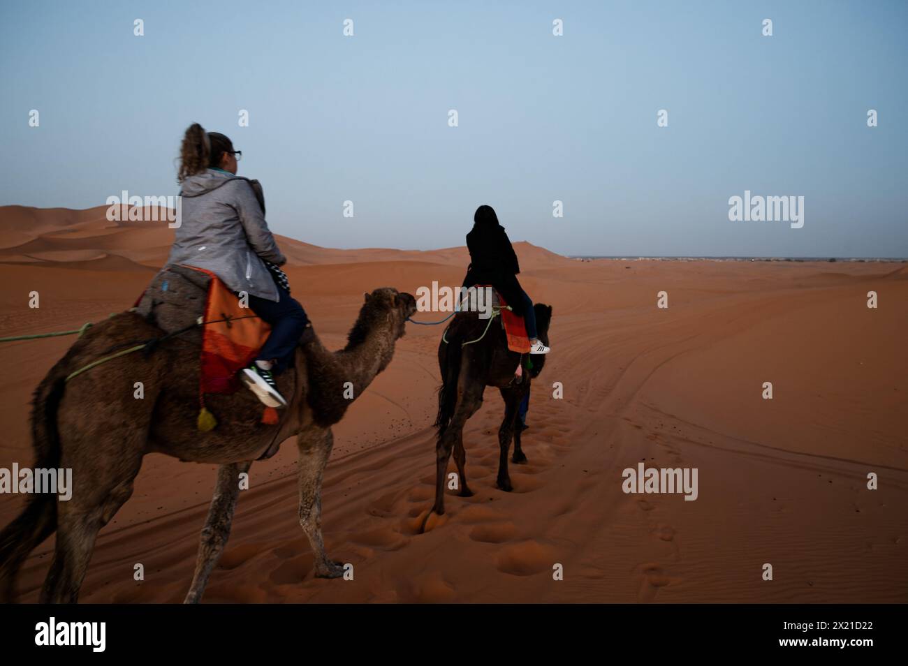 Camel ride in merzouga desert, two women navigating the sand in soft light. Stock Photo
