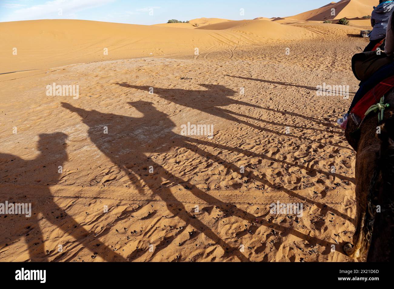 Captured from atop a camel, the late afternoon sun casts elongated shadows of three camels and their riders, alongside our guide's thin silhouette. Stock Photo