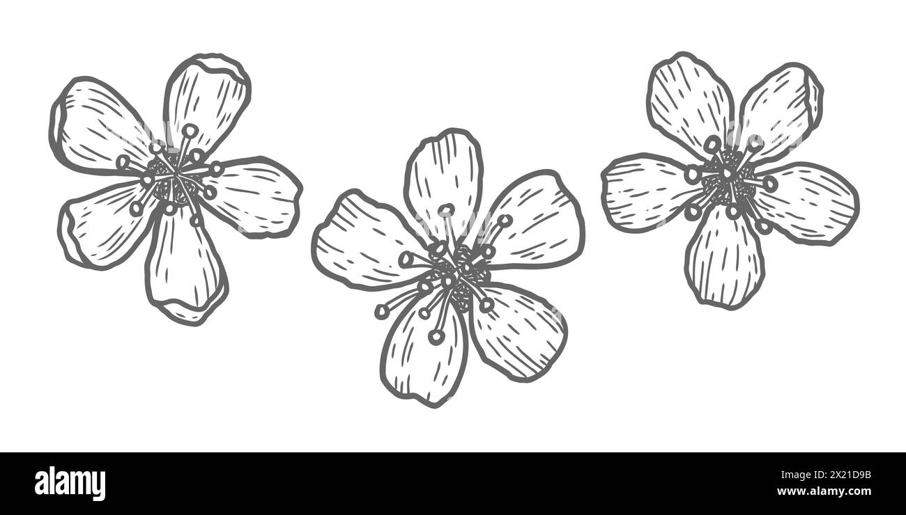 Vector icons of cherry flowers in doodle style. Vector sketch of sakura flowers. Stock Vector
