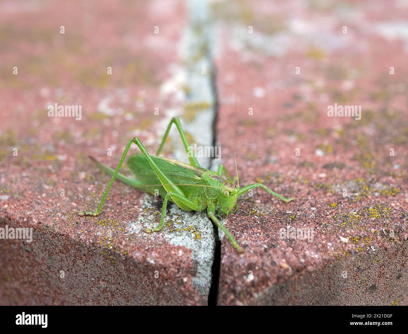 Bright green locust Tettigonia cantans on the concrete surface, selective focus. Insect in the urban space Stock Photo