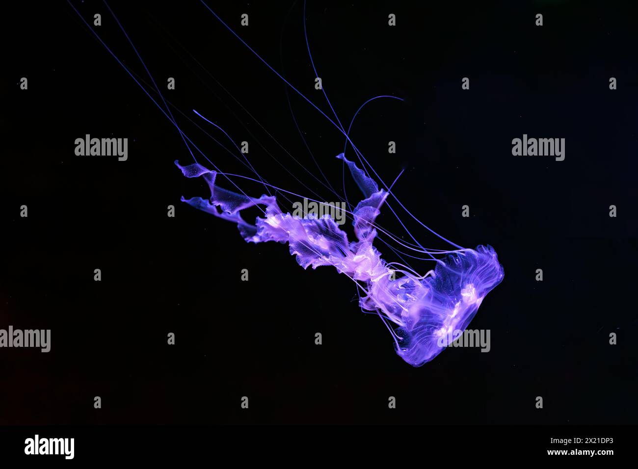 Black sea nettle, Chrysaora achlyos swimming in dark water of aquarium tank with purple neon light. Aquatic organism, animal, undersea life, biodivers Stock Photo