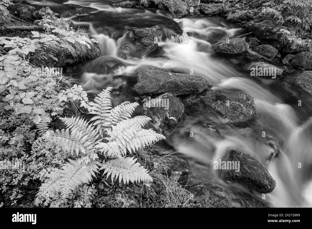 Stream Kleine Ohe flows over boulders, Kleine Ohe, Bavarian Forest National Park, Bavarian Forest, Lower Bavaria, Bavaria, Germany Stock Photo