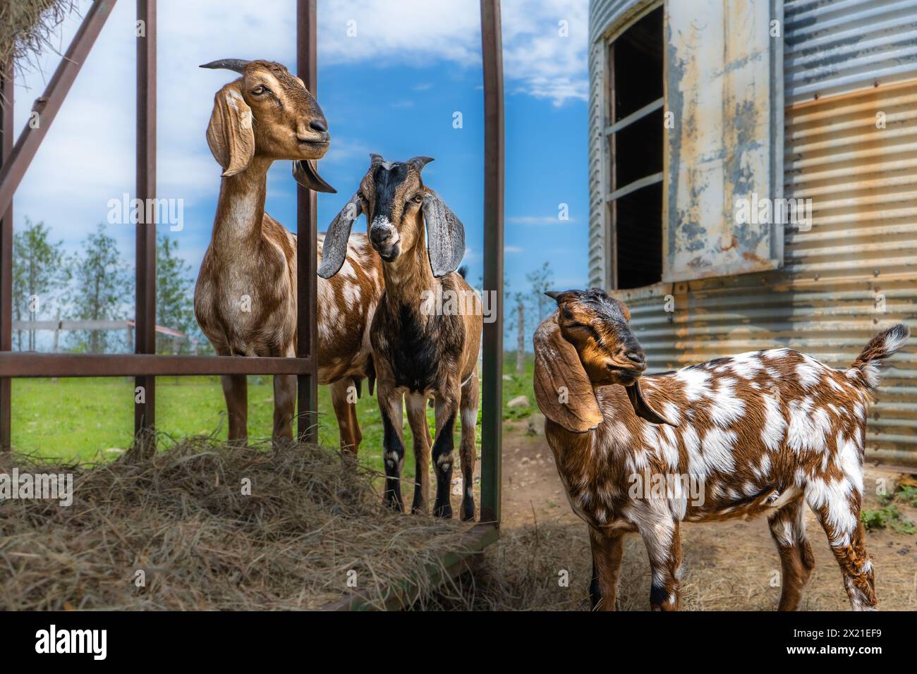 Spotted Goats, Farm Field on Cloudy Day Stock Photo