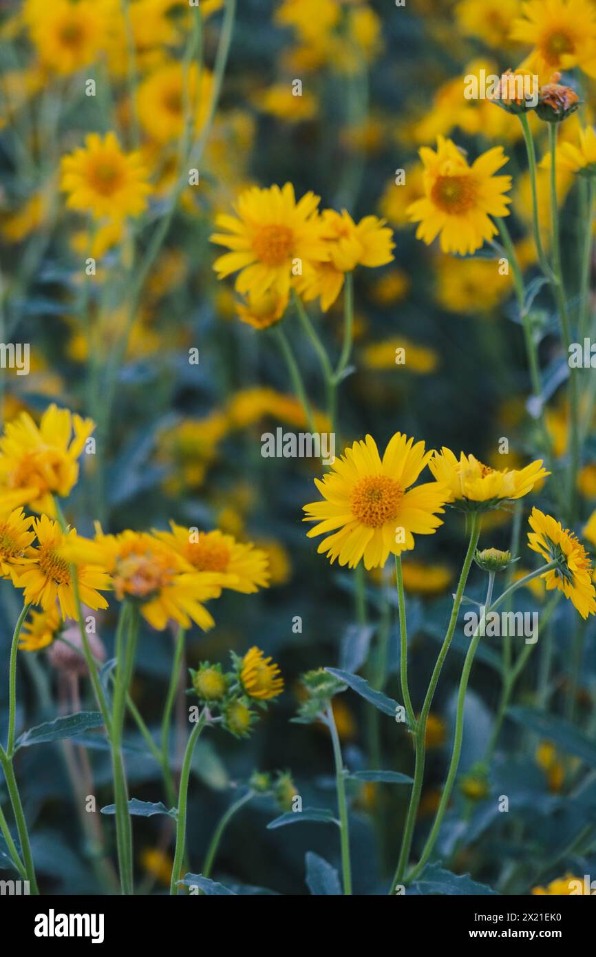 Group of wildflowers hi-res stock photography and images - Alamy