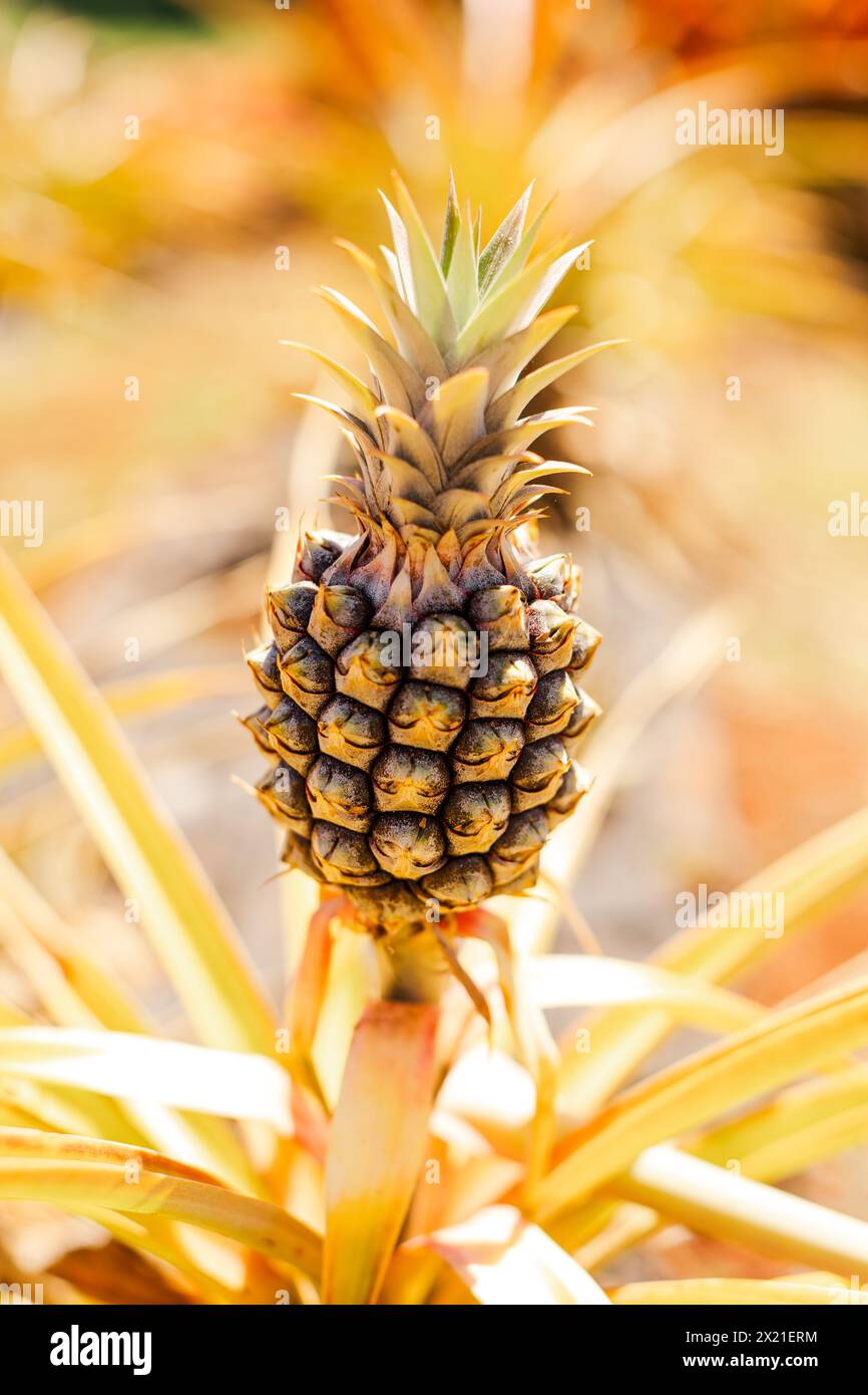 Pineapple fruit maturing on a sunlit tropical plant Stock Photo
