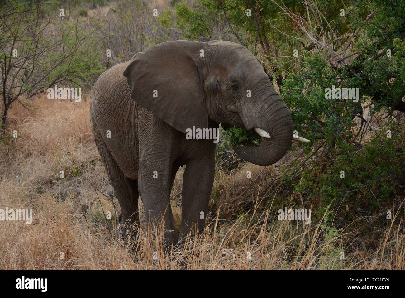 Elephant In South Africa Stock Photo Alamy elephant-in-south-africa-stock-photo-alamy