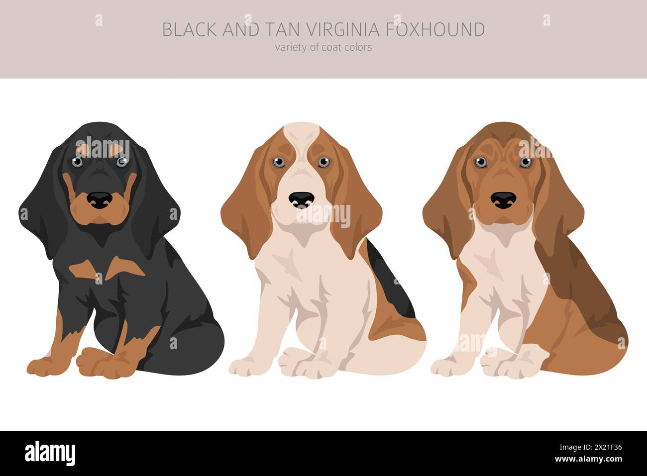 Black and tan Virginia Foxhound puppy clipart. Different coat colors