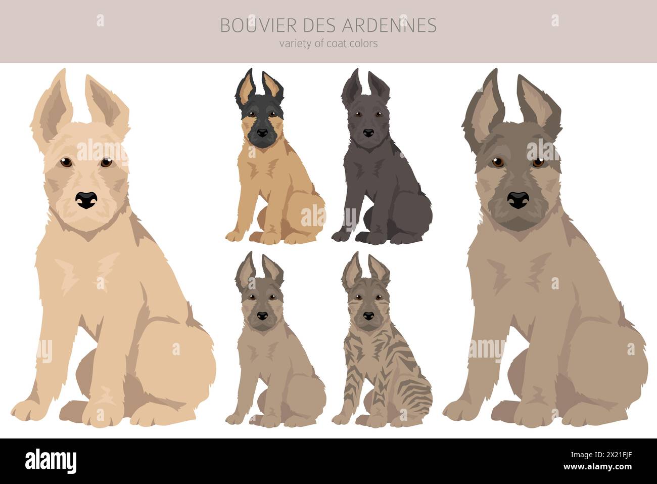 Bouvier des Ardennes puppy clipart. Different coat colors and poses set.  Vector illustration Stock Vector