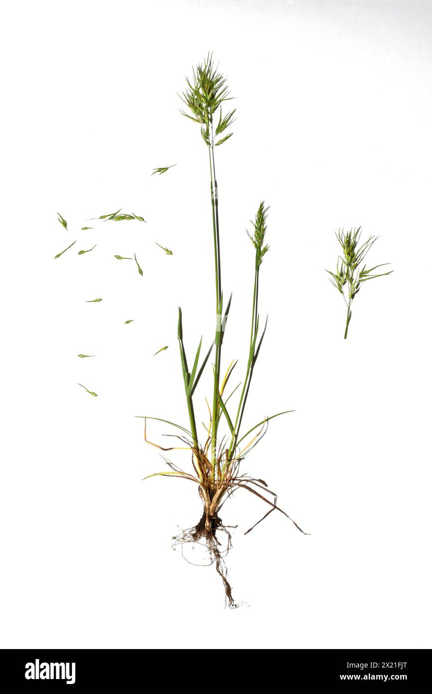 Herbarium. Field grass Poa bulbosa, stem, leaves, seeds. Stock Photo