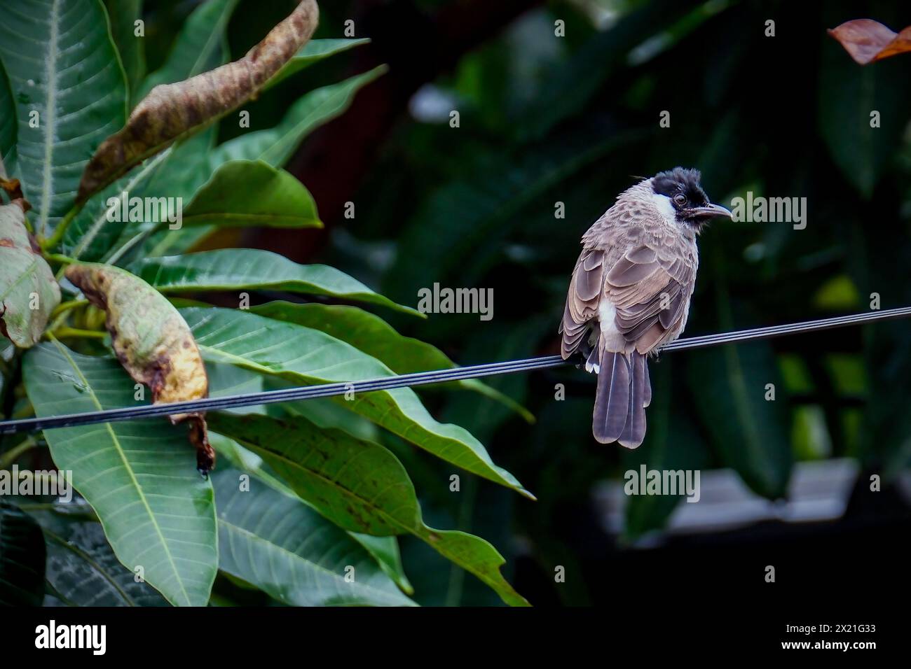 A single Dark-capped Bulbul on a blurred background Stock Photo