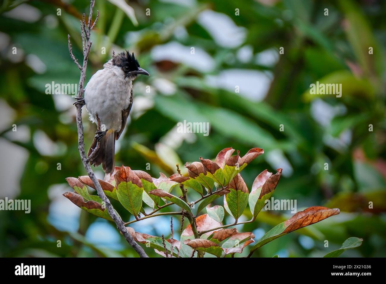 A single Dark-capped Bulbul on a blurred background Stock Photo