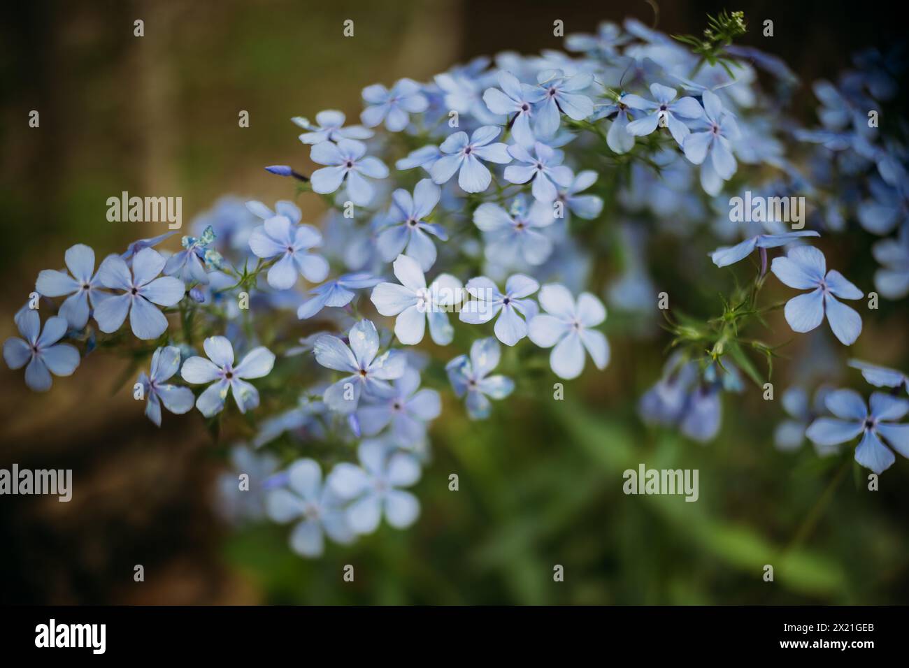Bright blue purple petals hi-res stock photography and images - Alamy