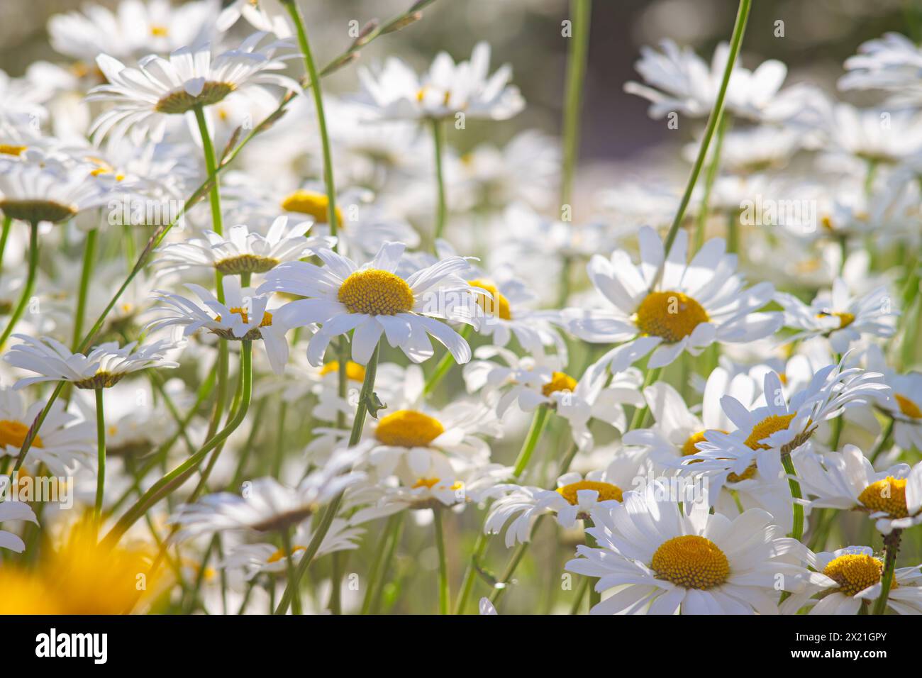 Wild chamomile flowers growing on meadow, lawn, white camomiles, daisy on green grass background. Oxeye daisy, Leucanthemum vulgare, Daisies, Common d Stock Photo