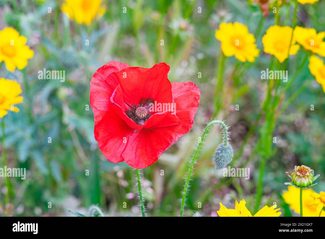 Close up of red wild poppy flower in the green field background. Papaver rhoeas or common poppy, red poppy in summertime lawn. Nature, flora, selectiv Stock Photo