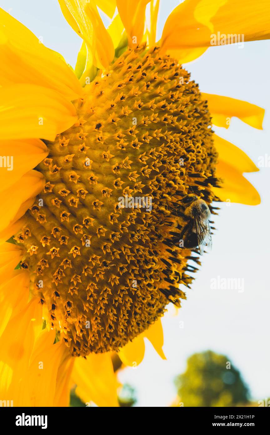A Bumble Bee Covered in Sunflower Pollen Stock Photo - Alamy