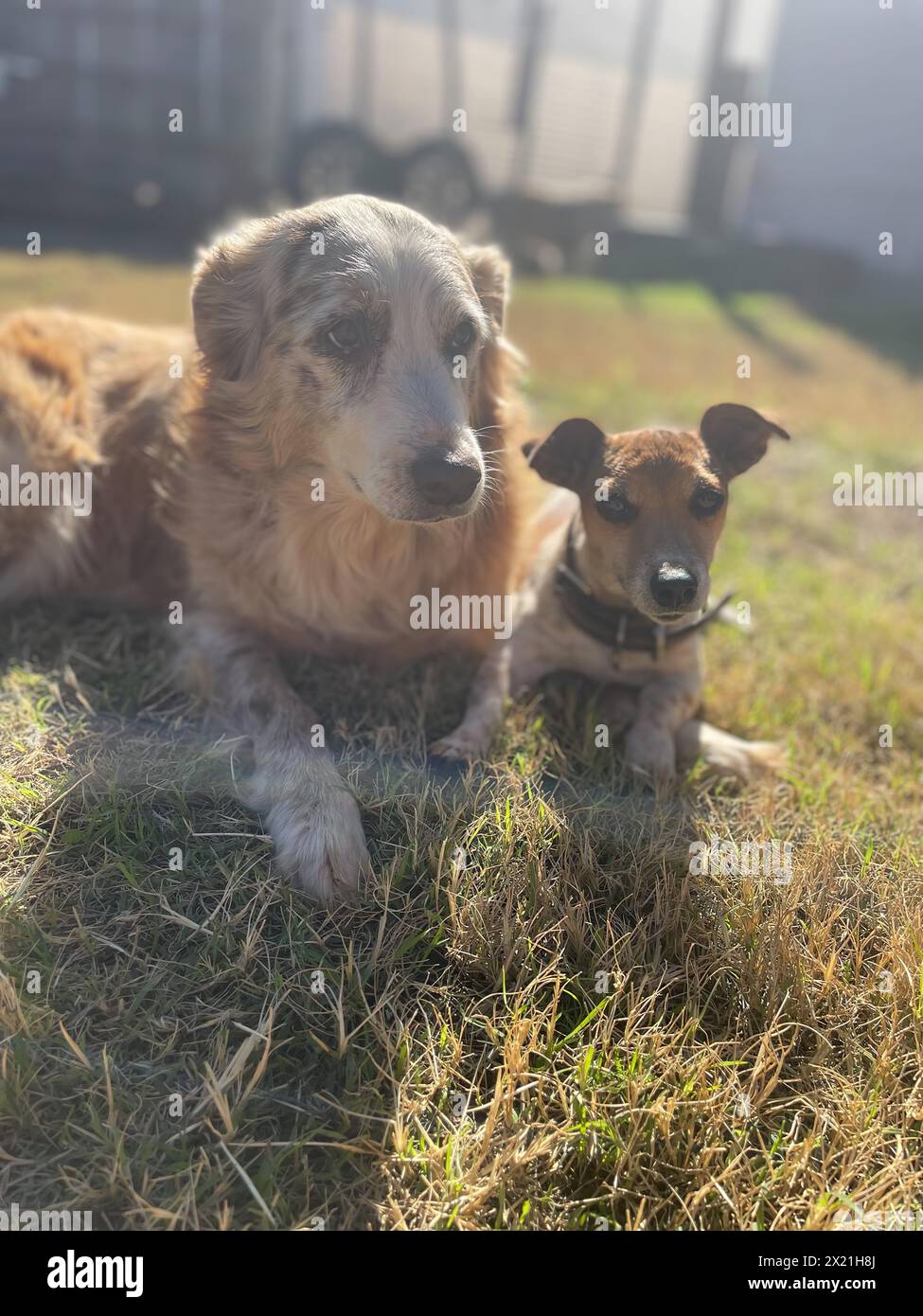 Two Dogs Laying Together in Grass Stock Photo