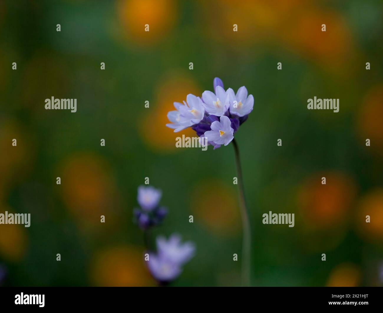 Purple california wildflowers hi-res stock photography and images - Alamy