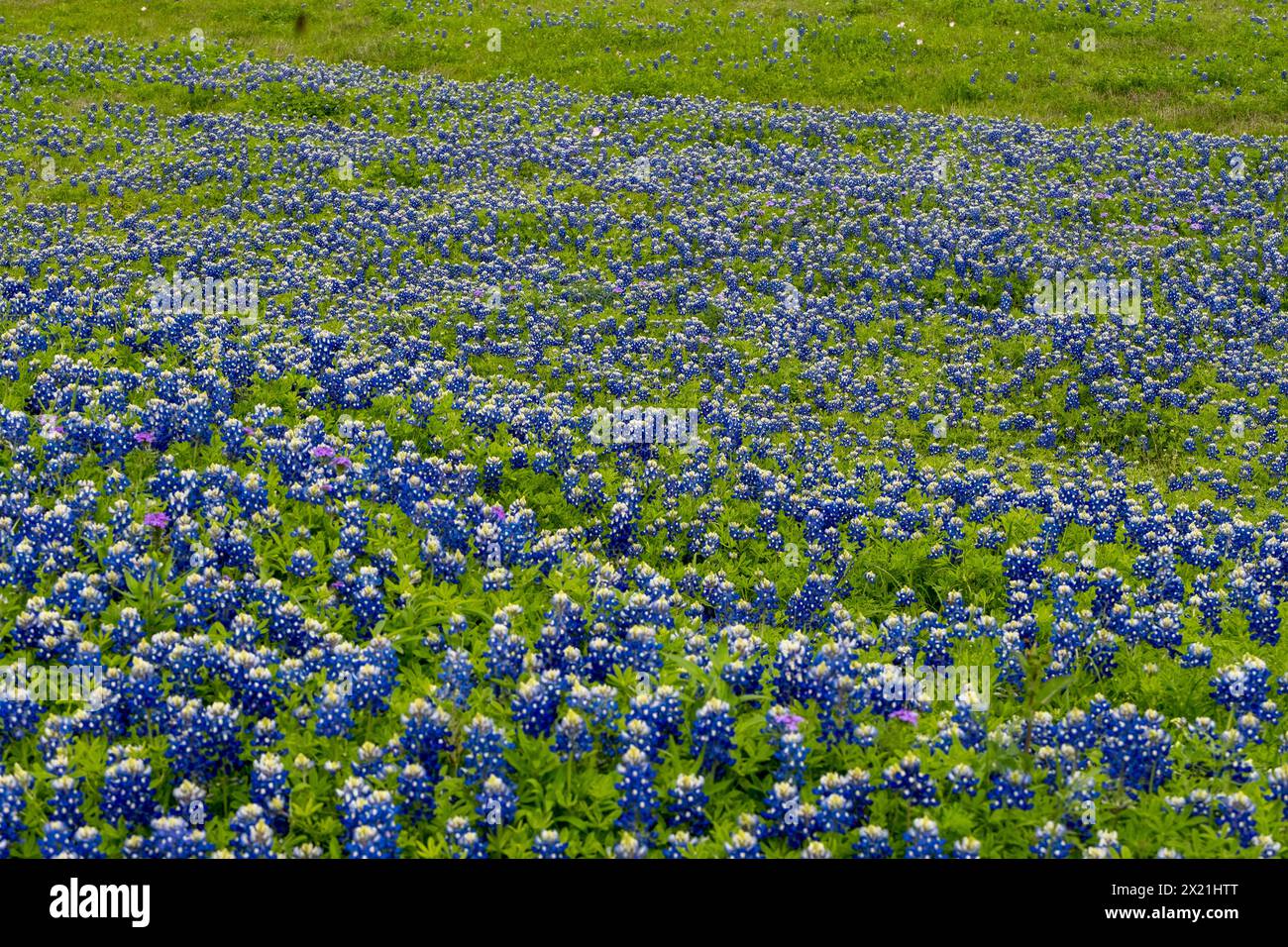Bonnet slope hi-res stock photography and images - Alamy