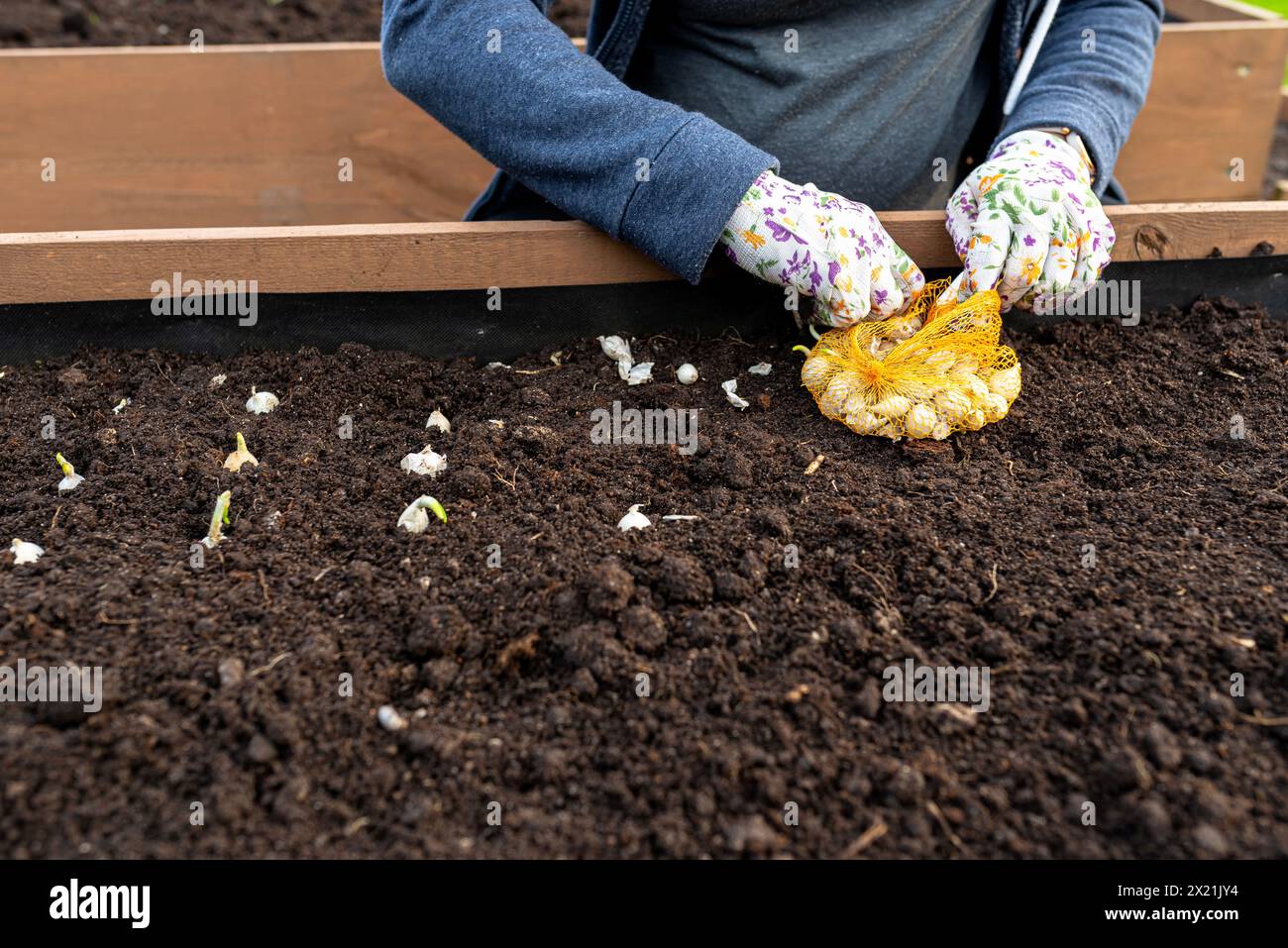 A woman plants small onions into wooden boxes filled with soil and peat. Stock Photo