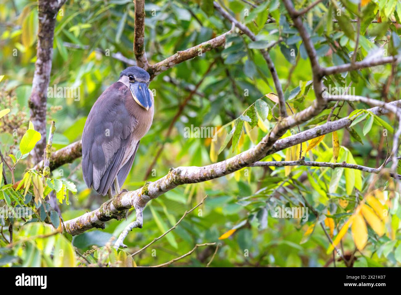 Boat-billed heron, boatbill (Cochlearius cochlearius), stands on a branch in the floodplain forest, Costa Rica, Cano Negro Stock Photo