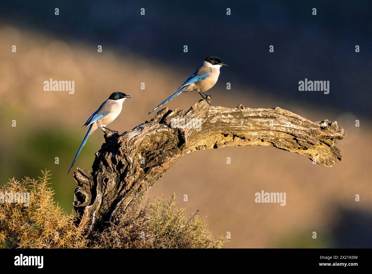 azure-winged magpie (Cyanopica cyanus, Cyanopica cyana), two birds sitting on a dead tree in the morning light, Spain, Andalusia, Sierra Morena Stock Photo