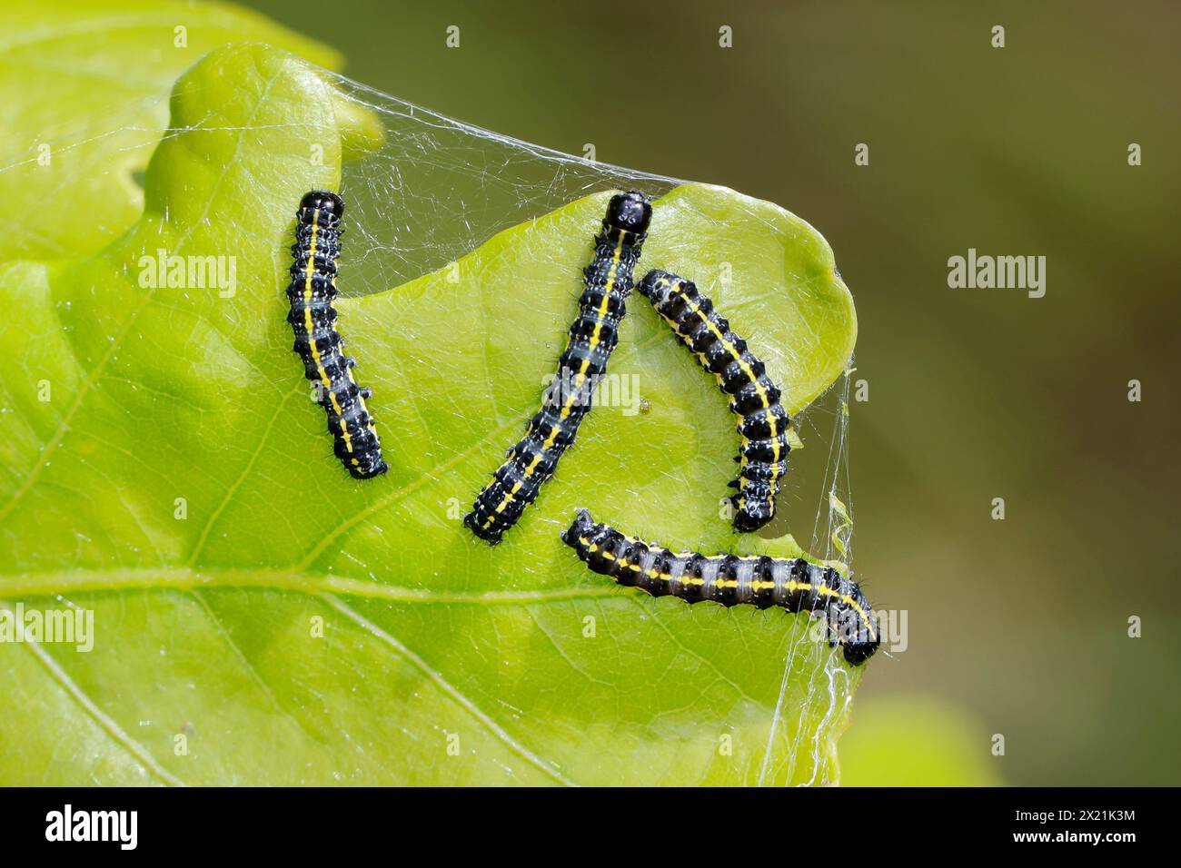 Raupe raupen hi-res stock photography and images - Alamy