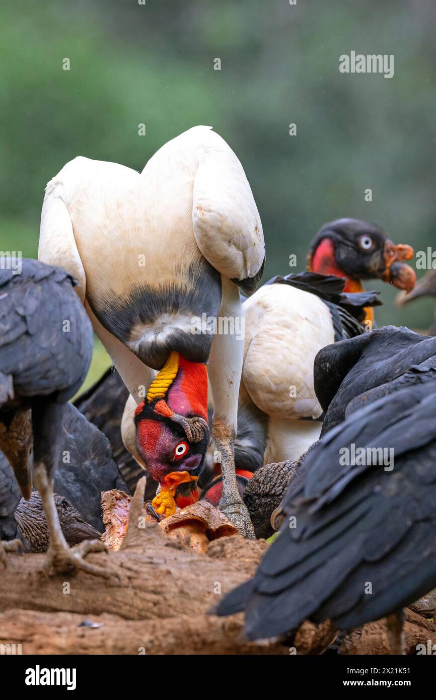 king vulture (Sarcorhamphus papa), king uultures and raven vultures eating carrion together, Costa Rica, Boca Tapada Stock Photo