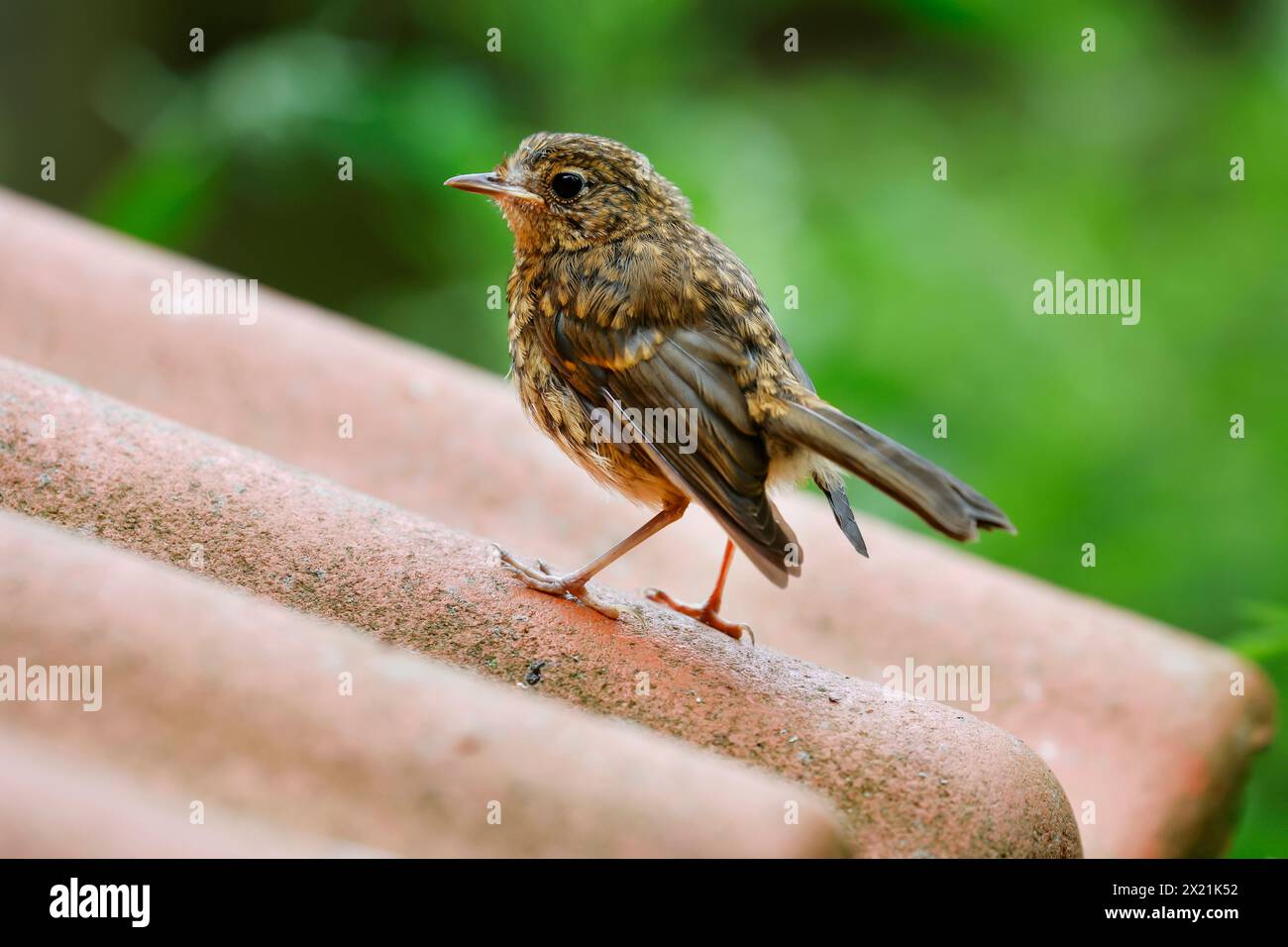 European robin (Erithacus rubecula), juvenile sitting on a roof, Germany Stock Photo