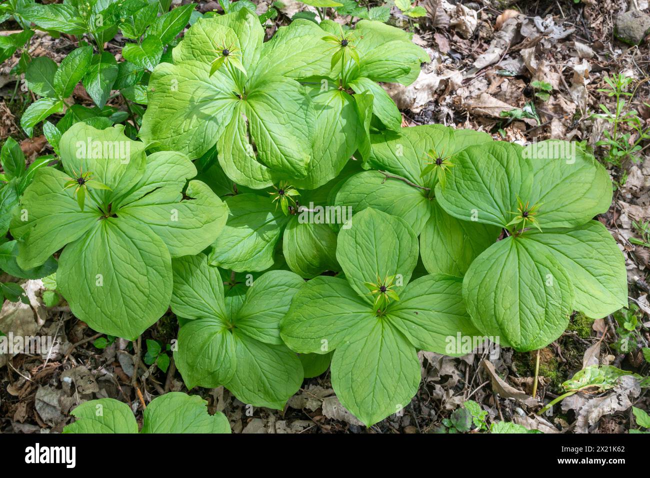 Herb paris (Paris quadrifolia) growing in a patch in wet woodlands, Hampshire, England, UK, during April or spring Stock Photo