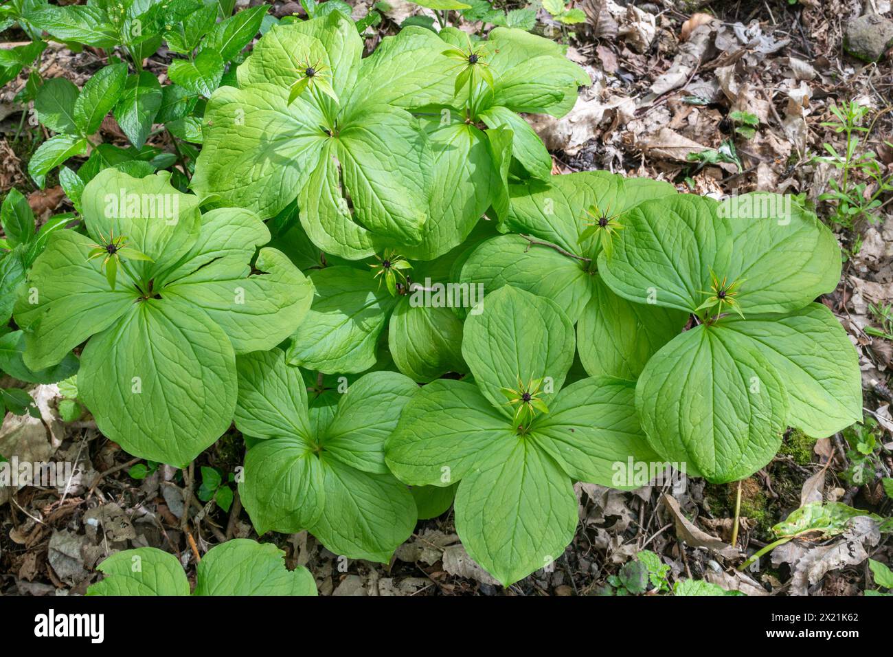 Herb paris (Paris quadrifolia) growing in a patch in wet woodlands ...