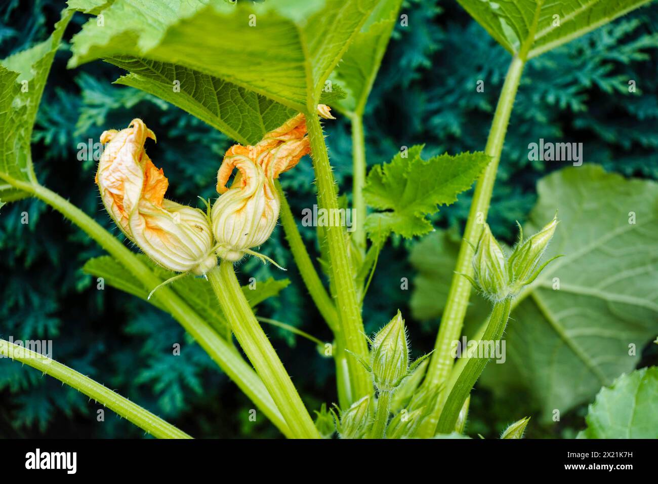 courgette, zucchini (Cucurbita pepo var. giromontiia, Cucurbita pepo subsp. pepo convar. giromontiina), withered male zucchini plant Stock Photo