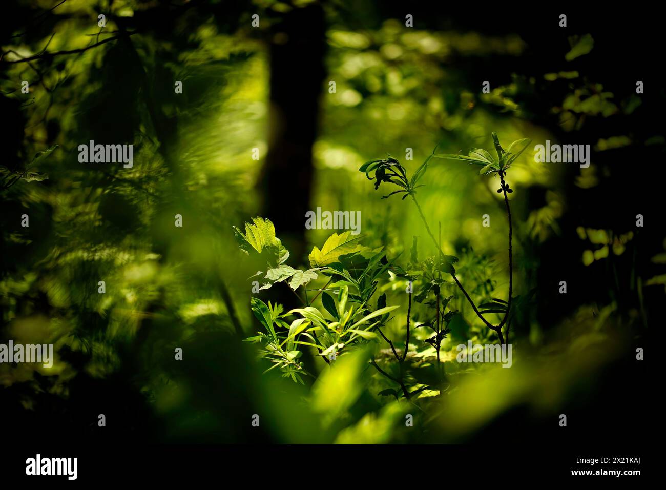 Forest light Stock Photo