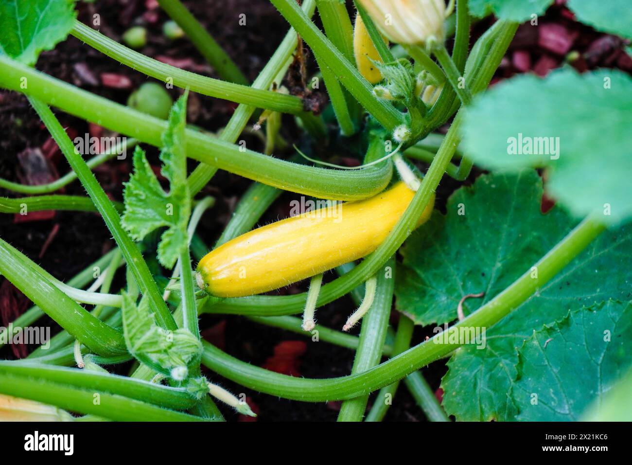 courgette, zucchini (Cucurbita pepo var. giromontiia, Cucurbita pepo subsp. pepo convar. giromontiina), young fruit on a zucchini plant Stock Photo