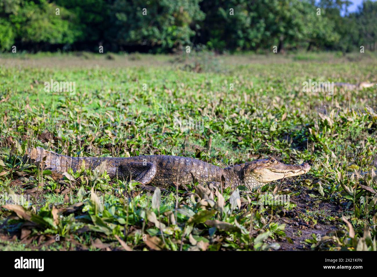 spectacled caiman (Caiman crocodilus), lies on the shore of the lagoon, Costa Rica, Cano Negro Stock Photo