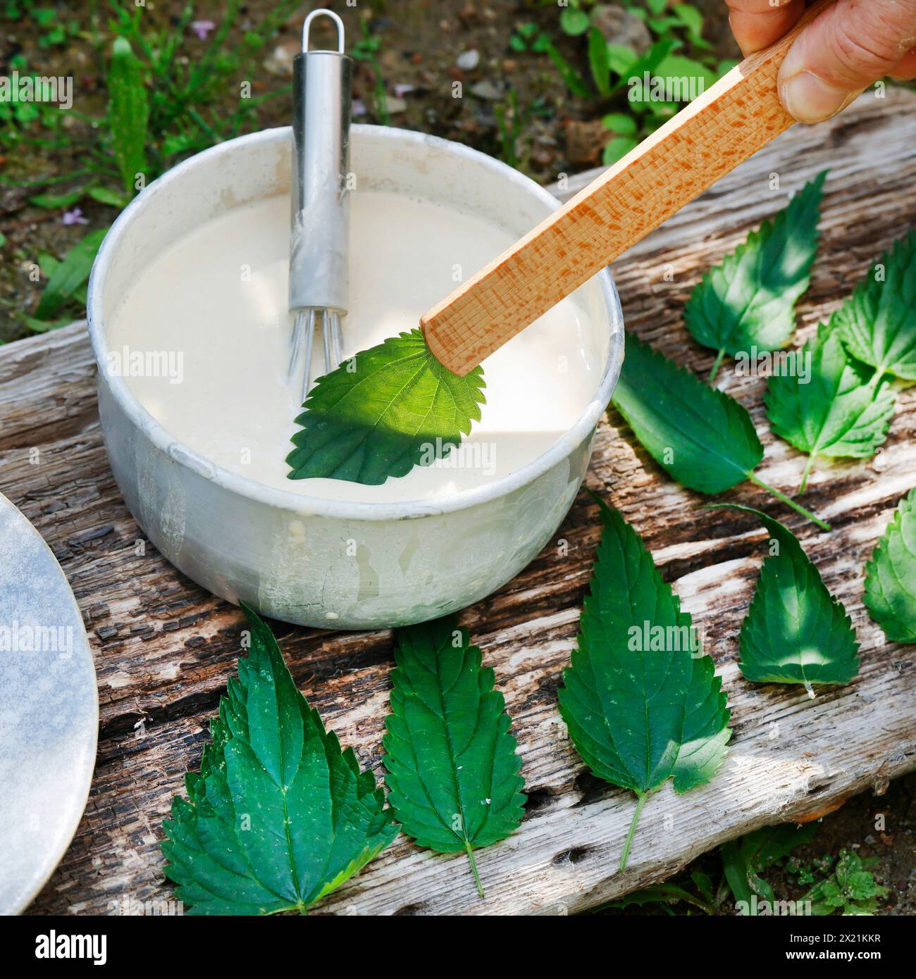 Making vegan plant-based potato chips with nettle leaves, step 3: Nettle leaves are dipped into the batter, series image 3/5 Stock Photo