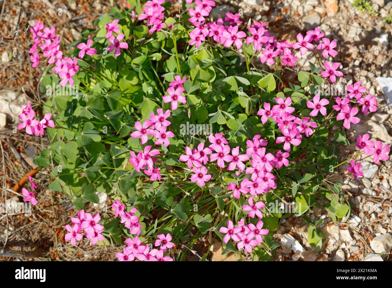 Pink-sorrel, Windowbox wood-sorrel (Oxalis articulata), blooming, Croatia Stock Photo